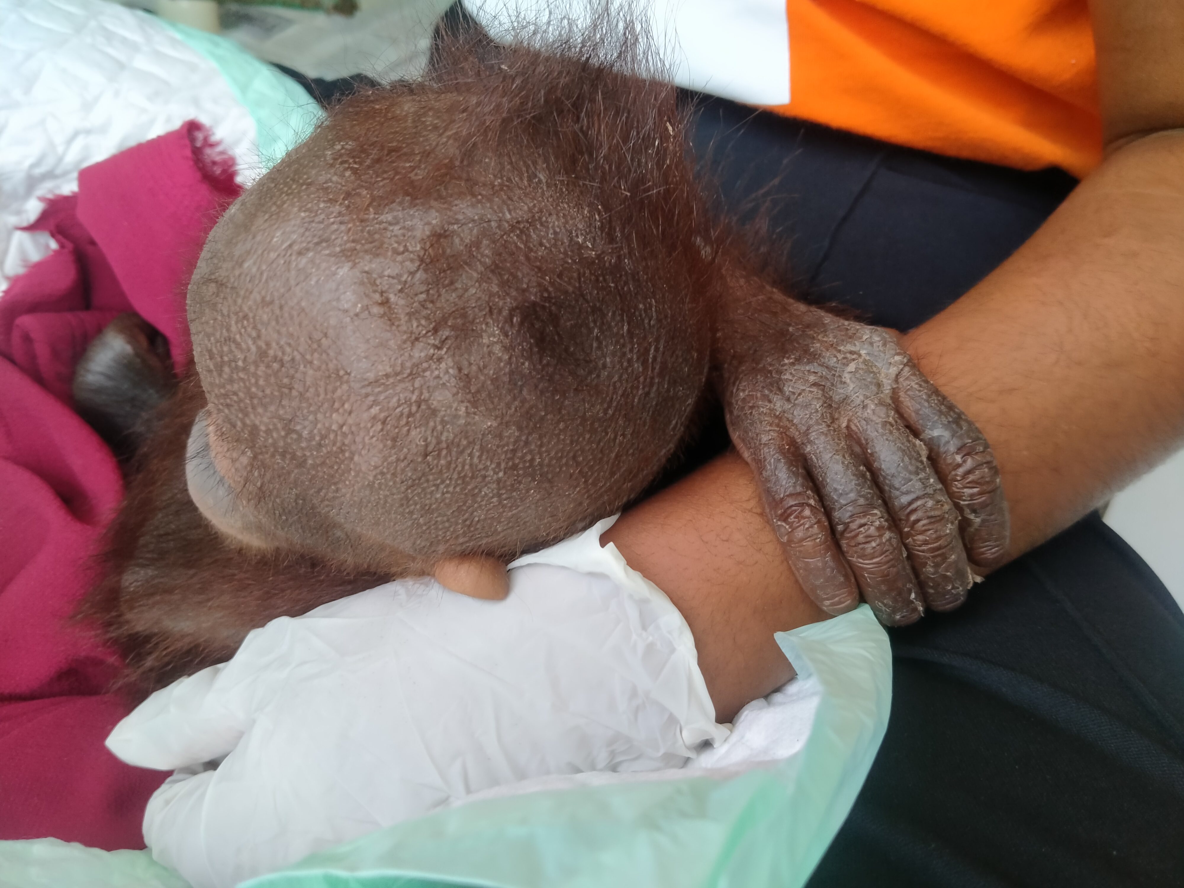 Mabel, tra le braccia della veterinaria (credits:TheOrangutanProject)
