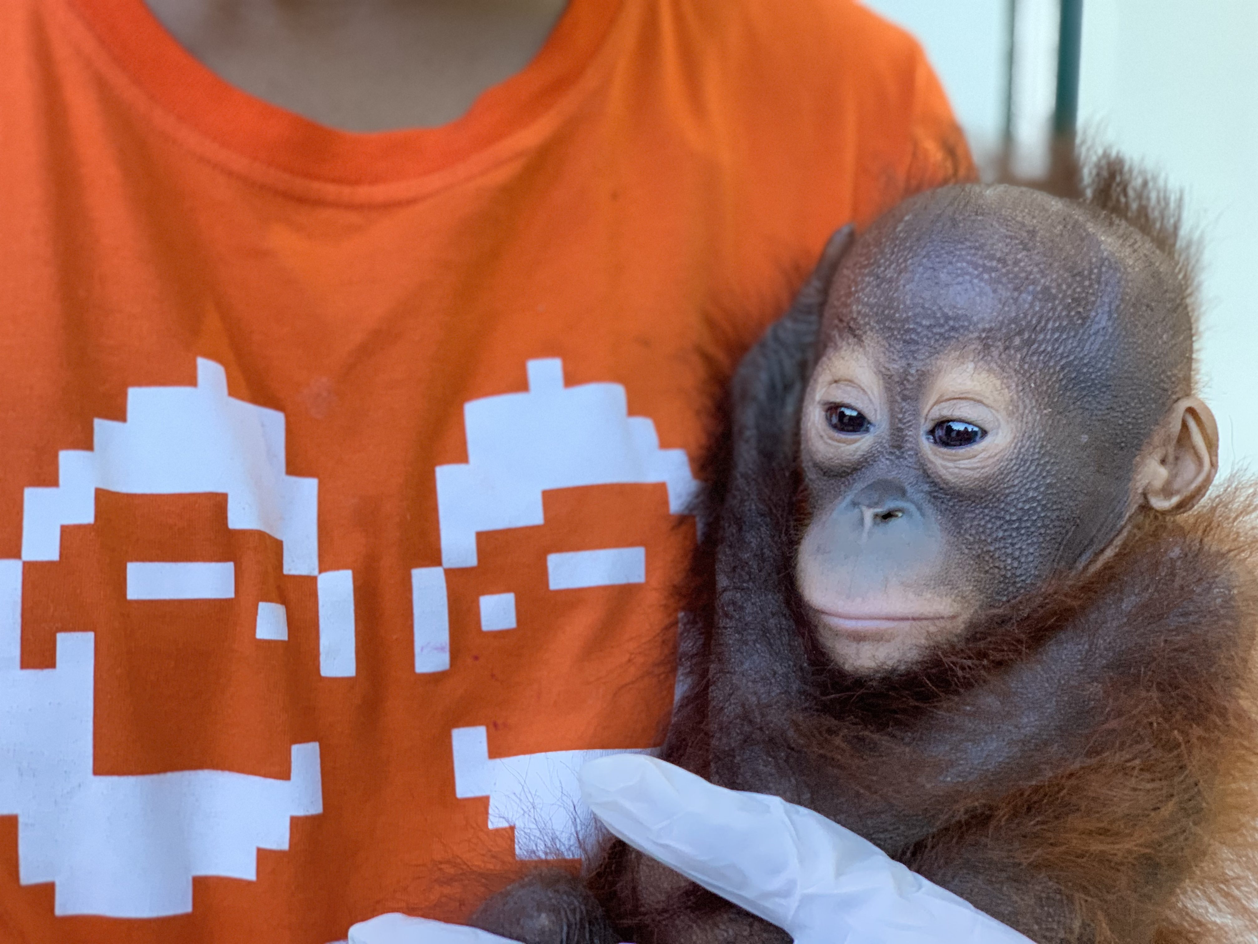 Mabel tra le braccia della veterianaria (credits:@heOrangutanProject)