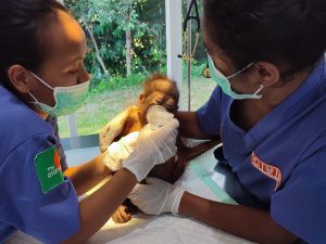 Mabel (credits:TheOrangutanProject)