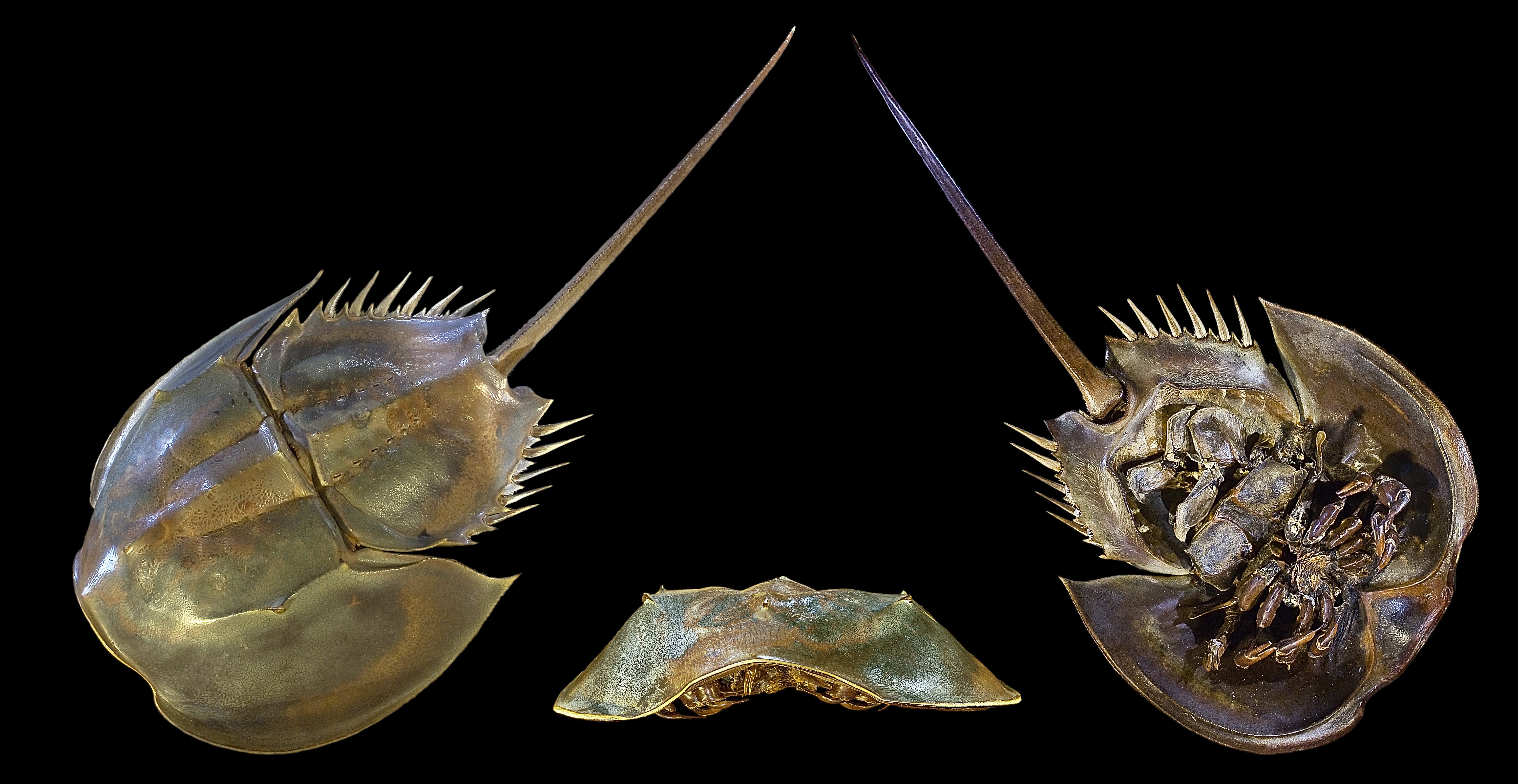 Un limulo, un esempio di fossile vivente, immagine di Didier Descouens via Wikimedia Commons